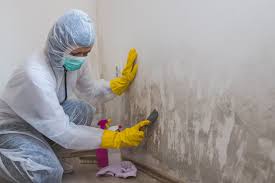  , USA Mold Prevention & Removal Pros